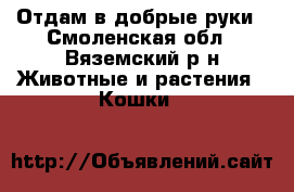 Отдам в добрые руки - Смоленская обл., Вяземский р-н Животные и растения » Кошки   